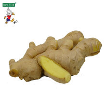 Nice Quality Air Dry Ginger with Cgn No.